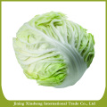 Wholesale fresh cabbage prices